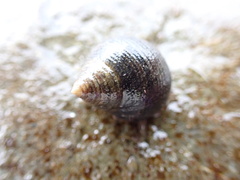 Littorina saxatilis