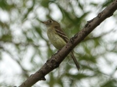 Empidonax