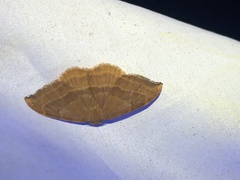 Watsonalla cultraria