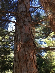 Pinus brutia