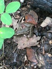 Lithobates sphenocephalus
