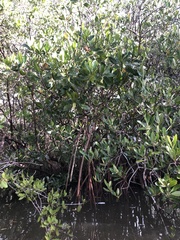 Rhizophora mangle