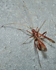 Paraxenetus guttulatus
