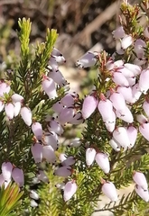 Erica scabriuscula
