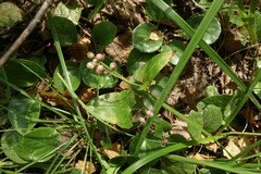 Maianthemum bifolium