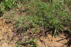 Liatris acidota