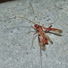 Paraxenetus guttulatus