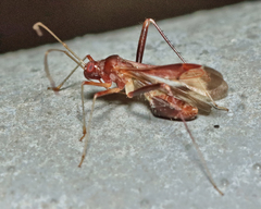 Paraxenetus guttulatus