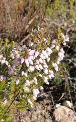 Erica scabriuscula