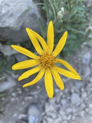 Arnica angustifolia
