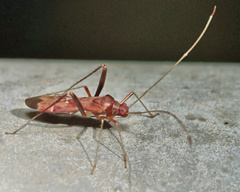 Paraxenetus guttulatus