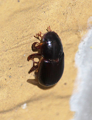 Acrossus rufipes