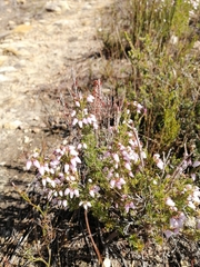 Erica scabriuscula