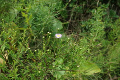 Symphyotrichum × versicolor