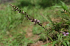Liatris acidota