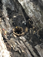 Nannotrigona perilampoides