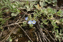 Gentiana squarrosa