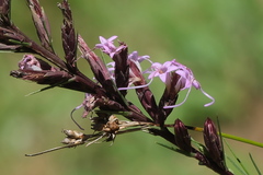 Liatris acidota
