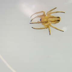 Araneus pratensis