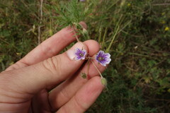 Erodium stephanianum