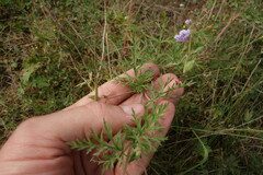 Erodium stephanianum
