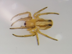 Araneus pratensis