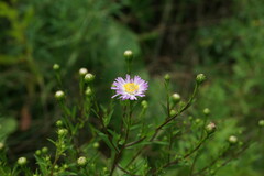 Symphyotrichum × versicolor