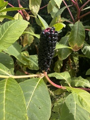 Phytolacca polyandra