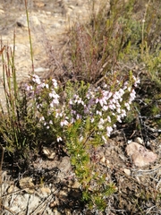 Erica scabriuscula
