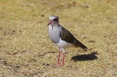 Vanellus resplendens