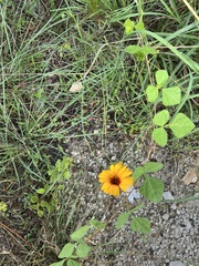 Thelesperma filifolium