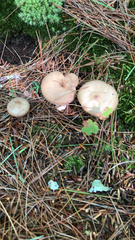 Lactarius vinaceorufescens