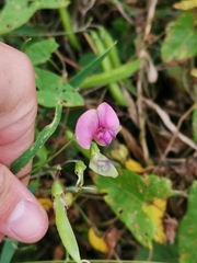 Lathyrus sylvestris