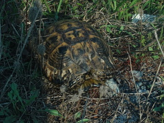 Testudo graeca ibera