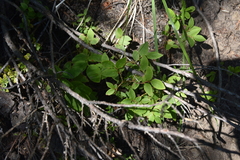 Vaccinium membranaceum