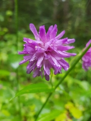 Knautia dipsacifolia