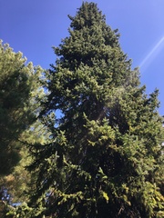 Picea omorika
