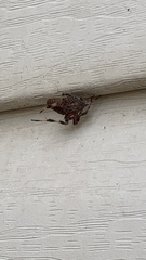 Neoscona domiciliorum