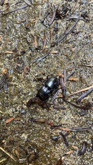 Pasimachus californicus