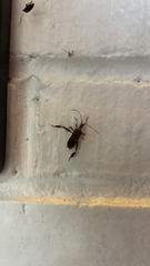 Leptoglossus clypealis