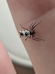 Micrathena mitrata
