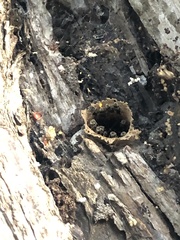 Nannotrigona perilampoides
