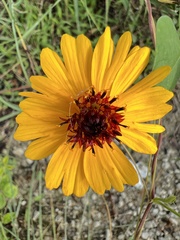 Thelesperma filifolium