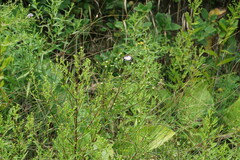 Symphyotrichum × versicolor