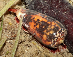 Conus striatus