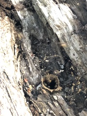 Nannotrigona perilampoides