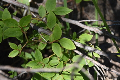 Vaccinium membranaceum