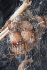 Parasteatoda lunata