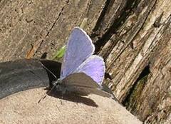 Celastrina