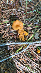 Craterellus